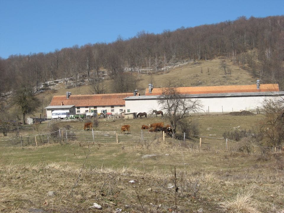 Kmetje v Sloveniji imajo vse več težav z velikimi zvermi, vlada pa je neodzivna
