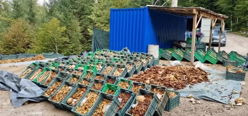 Poslanci SDS zahtevajo sklic nujne seje zaradi nedostojnega ravnanja z žrtvami iz prikritega grobišča